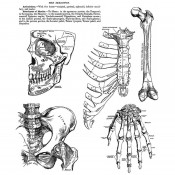 Tim Holtz Cling Mount Stamps: Anatomy Chart CMS411