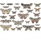 Tim Holtz Idea-ology: Transparencies, Moths, Halloween 2024 - TH94403