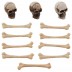Tim Holtz Idea-ology: Skulls + Bones, Halloween 2023 TH94339