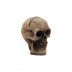 Tim Holtz Idea-ology: Skulls, Halloween 2022 TH94270